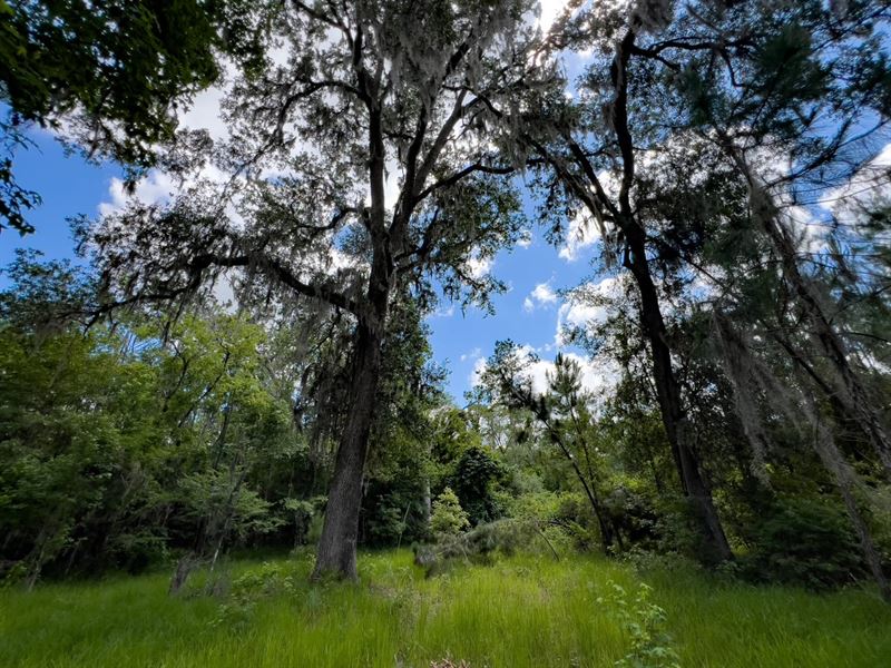 Brushy Hammock Farm Lot 6 : Mayo : Lafayette County : Florida