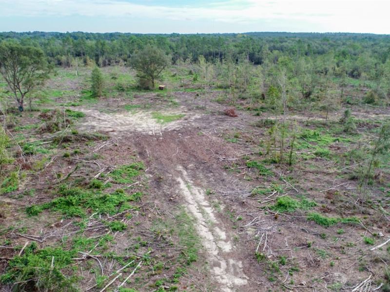 90 Ac Timber & Recreational Tract : Bonifay : Washington County : Florida