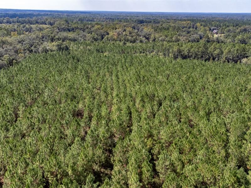 122 Ac Timber & Recreational Invest : Bonifay : Holmes County : Florida