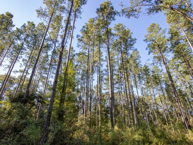 183 Ac Timber & Recreational Invesm : Bonifay : Holmes County : Florida