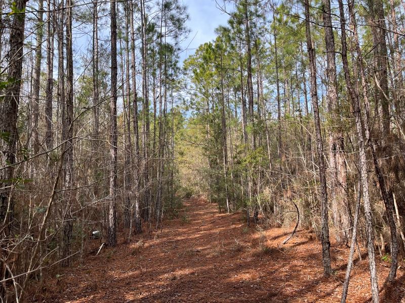 130.45 Acres of on Robin Ln in Bran : Nahunta : Brantley County : Georgia