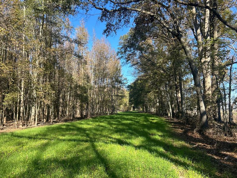 220 Acres in Issaquena County, MS : Rolling Fork : Issaquena County : Mississippi