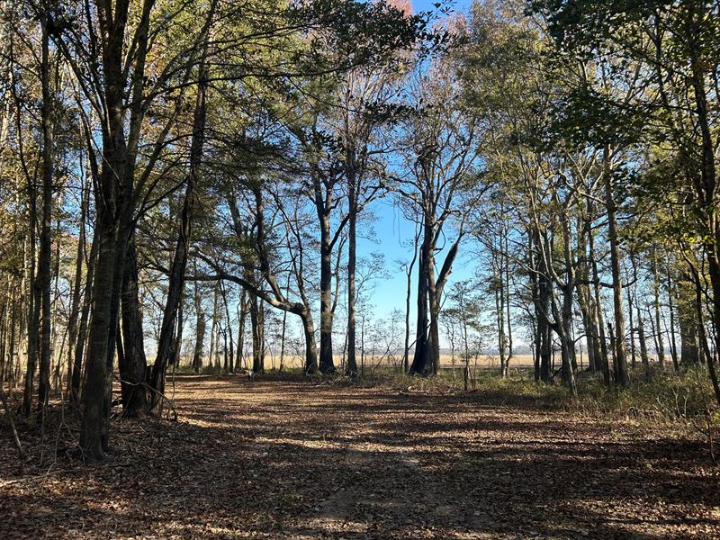 130 Acres in Issaquena County, MS : Rolling Fork : Issaquena County : Mississippi