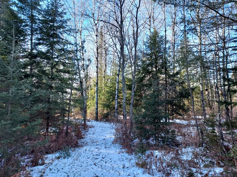 11 Acres Near Lake & State Land : Phillips : Price County : Wisconsin