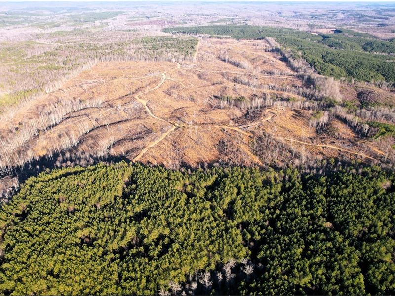 Buddy Durham Road 231 Acres : Cherokee : Colbert County : Alabama