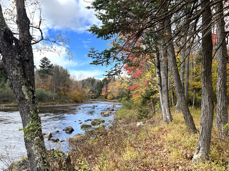 On Cedar River, Adirondacks : Indian Lake : Hamilton County : New York