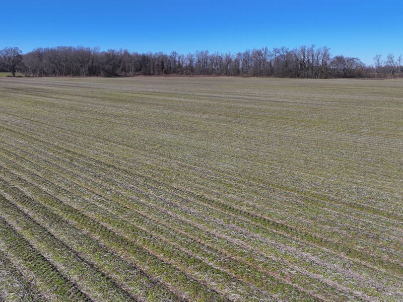 Marvell Farmland : Marvell : Phillips County : Arkansas