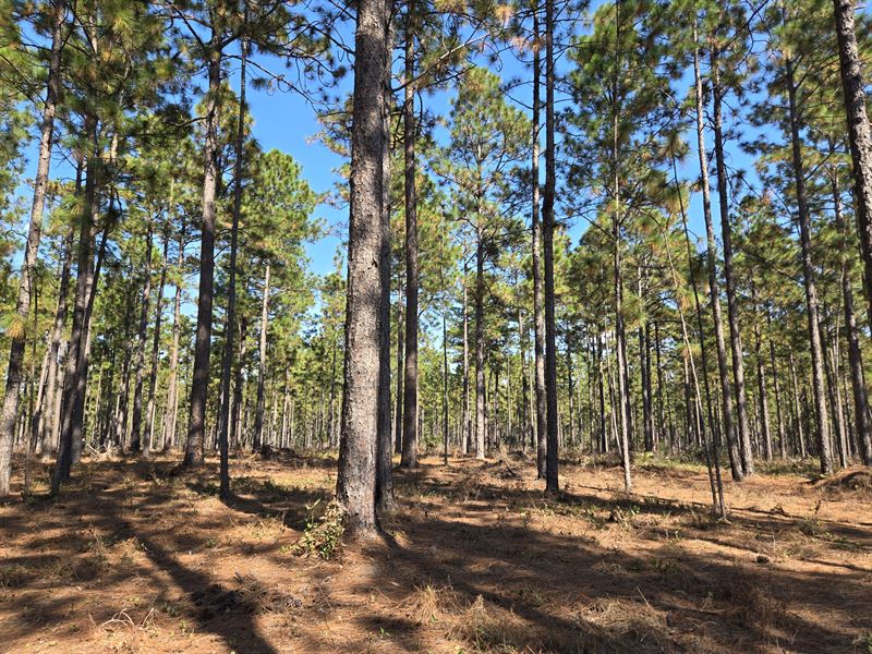 Gee-Mo Timberlands Sealed Bid Sale : Wilmer : Mobile County : Alabama