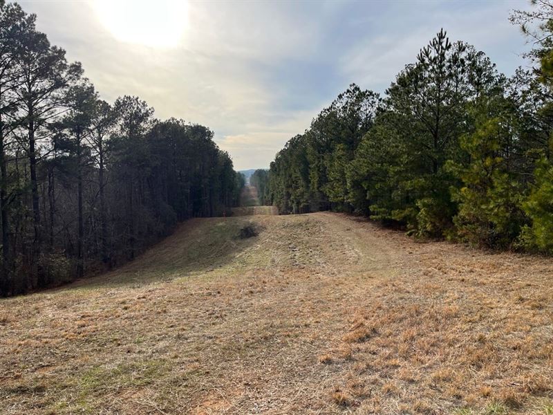 Grey Hill Tract 5, 26 Acres : West Blocton : Bibb County : Alabama