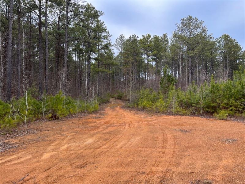 Crisstown Tract 1, 124 Acres : Vance : Tuscaloosa County : Alabama