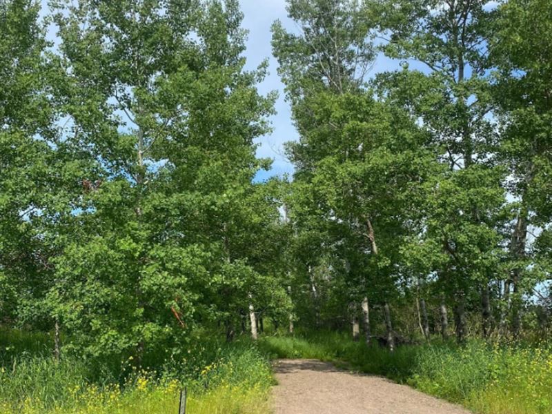 Beautiful 10 Acre Building Site : Braham : Isanti County : Minnesota