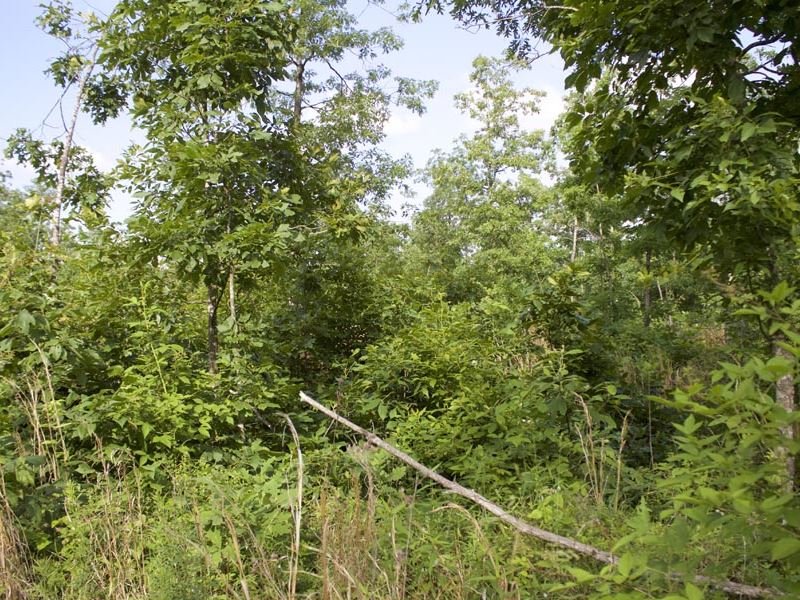 Last One with Electricity : Birch Tree : Shannon County : Missouri