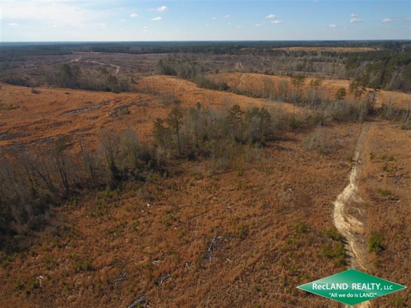 126 Ac, Timberland for Home Sites : Lillie : Union Parish : Louisiana