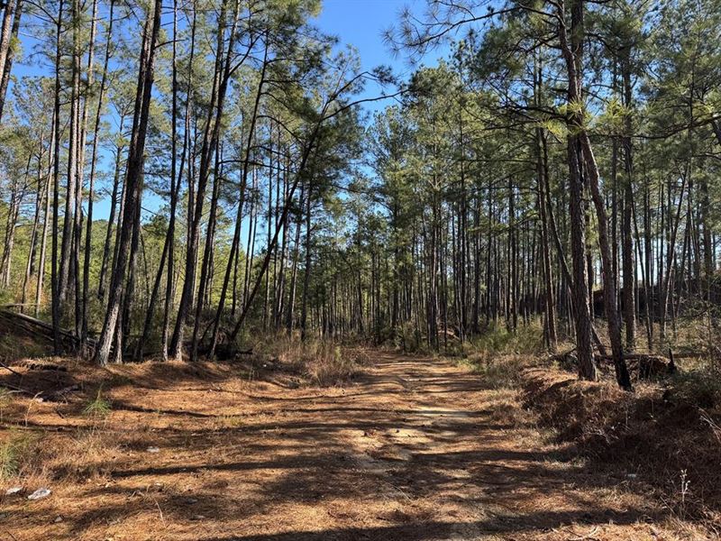 52.84+/- Ac Hunting Land, Creek : Magnolia : Pike County : Mississippi