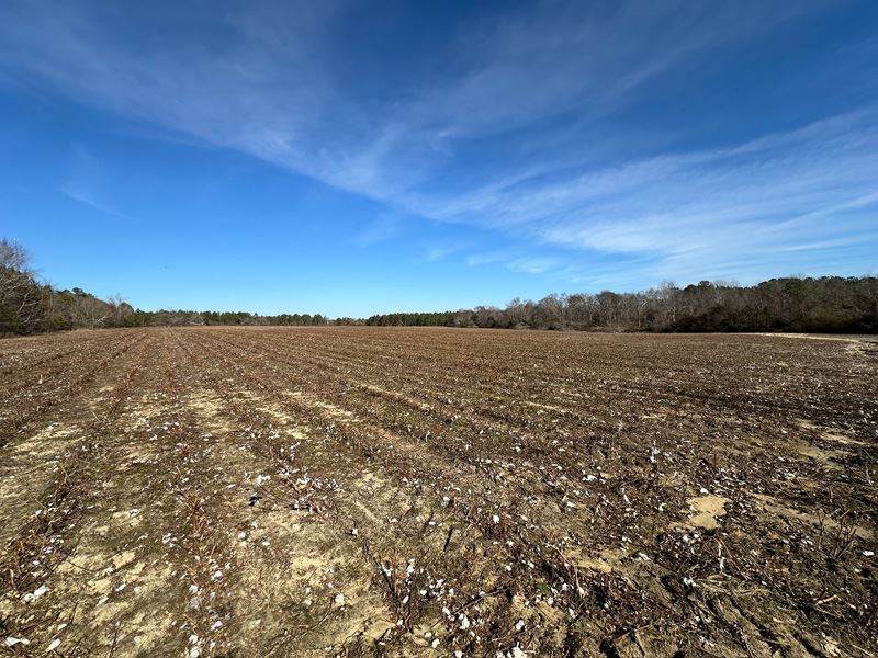 184 Acres Cultivated and Wooded : Swainsboro : Emanuel County : Georgia