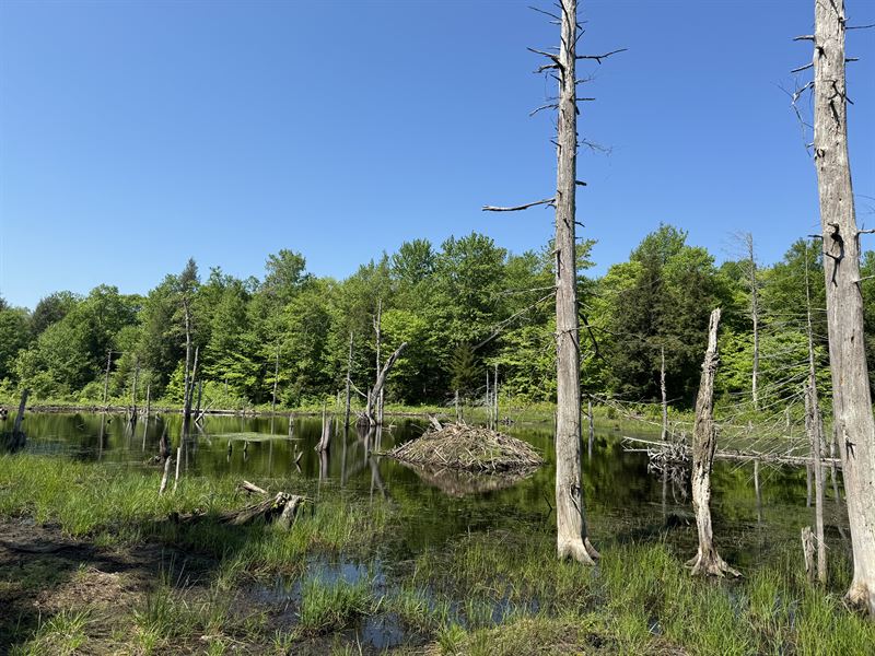 Tug Hill Woodlands and Pond Views : Lewis : Lewis County : New York