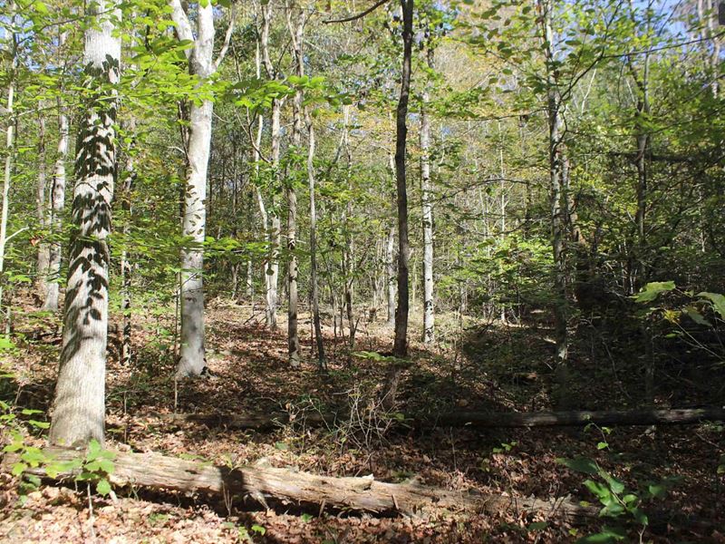 21.63 Wooded Acres Belton, KY : Belton : Muhlenberg County : Kentucky