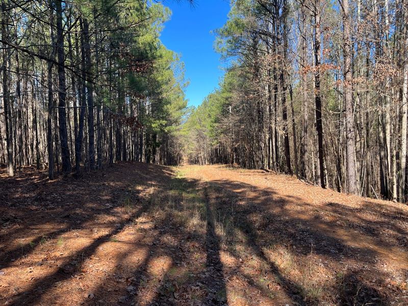 40 Acres Cottondale, AL : Cottondale : Tuscaloosa County : Alabama