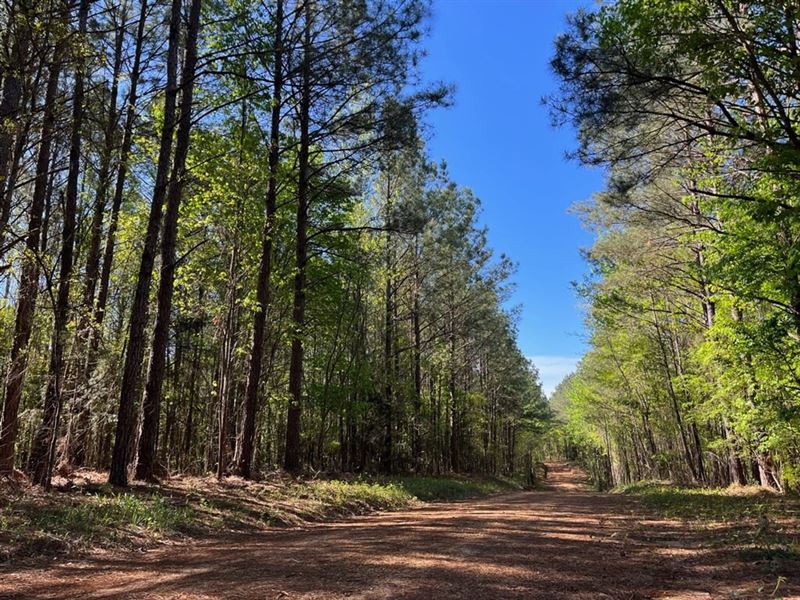 Samantha 11.5 Acre Homesite : Northport : Tuscaloosa County : Alabama