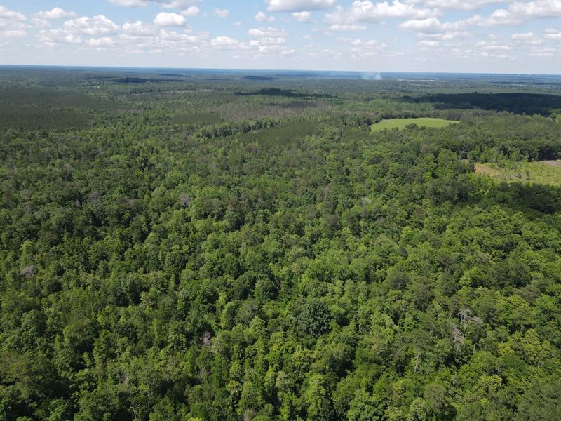 120 Ac Off Harry Booker Rd ID : Evergreen : Conecuh County : Alabama