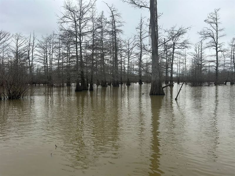 One Equity Share At Bobo Brake Hunt : Clarksdale : Bolivar County : Mississippi