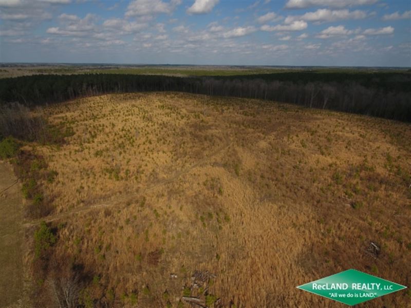 30 Ac Timberland for Home Site : Bernice : Union Parish : Louisiana