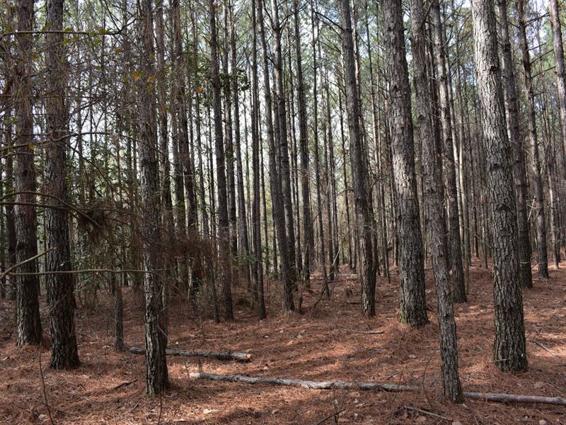 Lockner Road : El Dorado : Union County : Arkansas