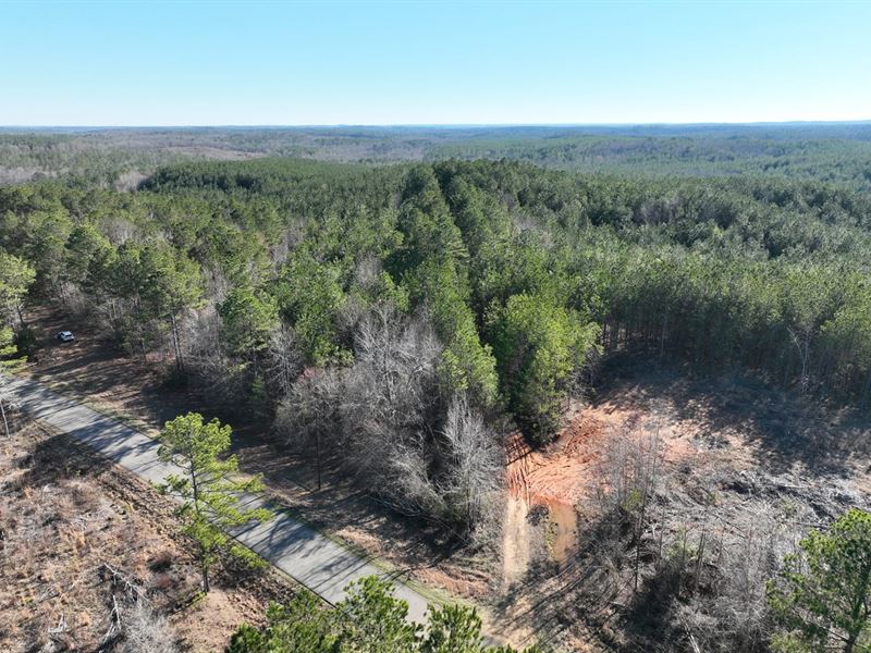 Millport Timber Tract : Millport : Pickens County : Alabama