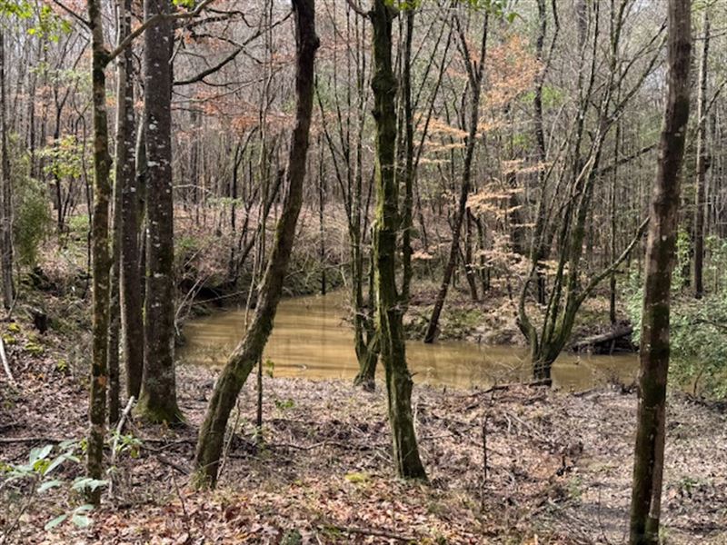 Beautiful Track, Hunting, Fishing : Bogue Chitto : Lincoln County : Mississippi