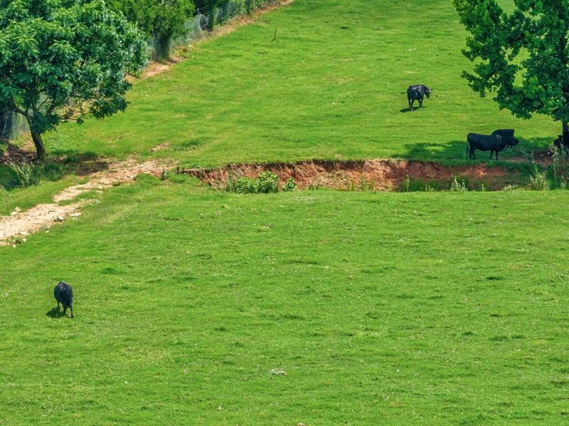 Crawford Farm : Crawford : Oglethorpe County : Georgia