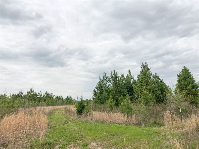 236 Acres, Maya 1004, Tract 11 : Bassett : Bowie County : Texas