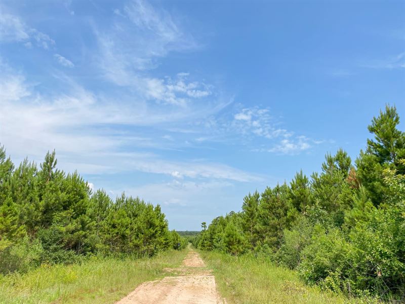 388 Acres, T-12, Red Hollow : Leggett : Polk County : Texas