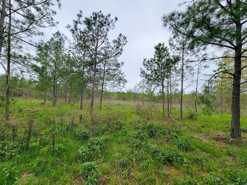 13.5 Acres, County Road 3375, T-1 : Lovelady : Houston County : Texas