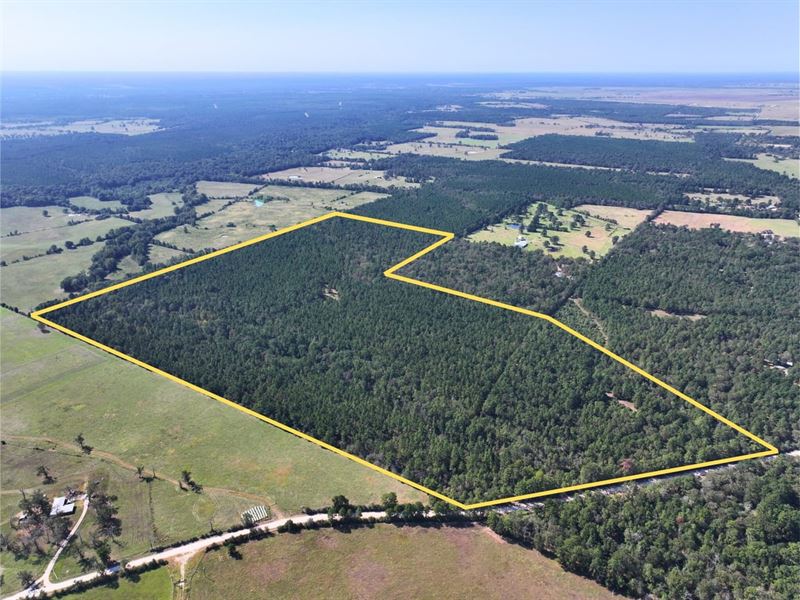 125 Acres, CR 3575 : Lovelady : Houston County : Texas