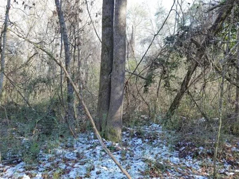 Ms, Amite 42 Acres : Gloster : Amite County : Mississippi