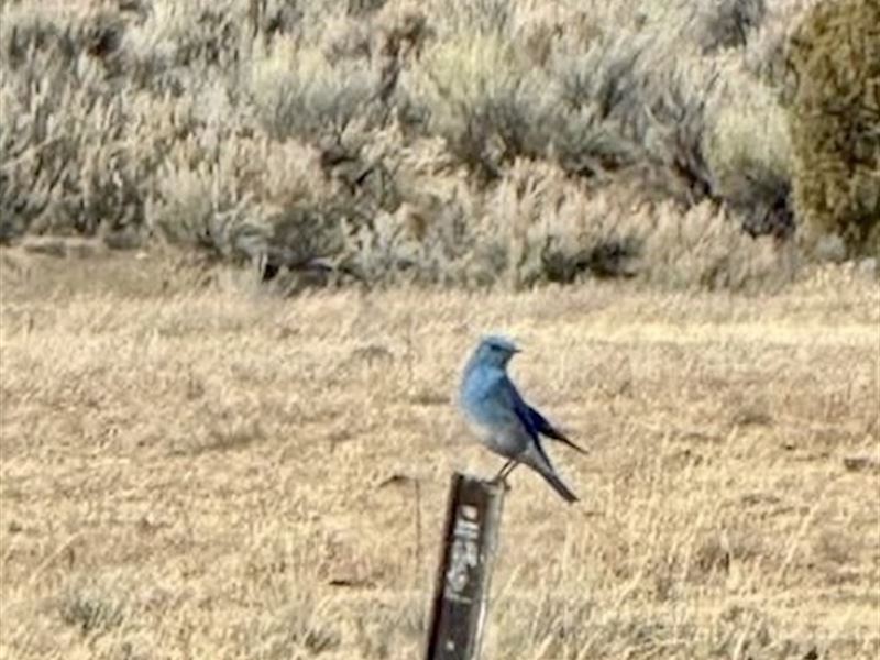 Blue Bird Valley Ranch : Gallina : Rio Arriba County : New Mexico