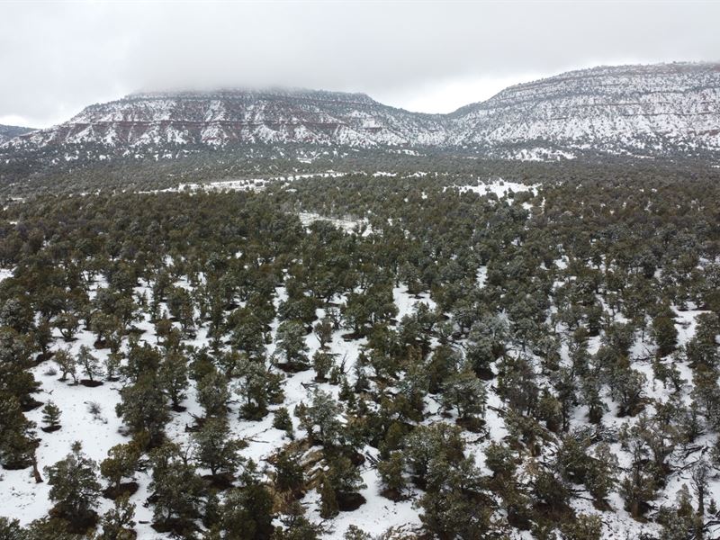 Skull Creek 35 : Dinosaur : Moffat County : Colorado