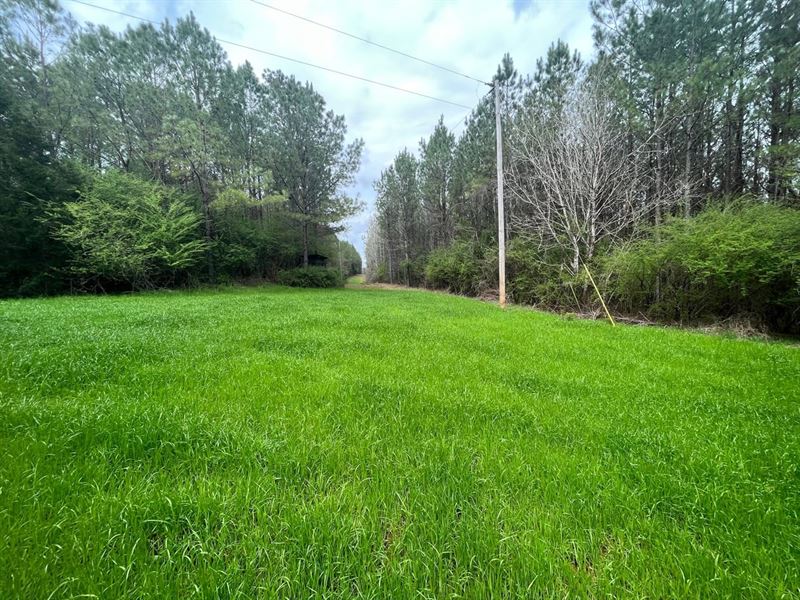 47 Acres Butler Co Airport Rd : Greenville : Butler County : Alabama