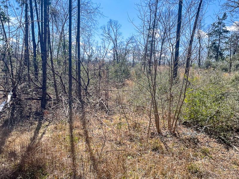 25 Acres, T-3, FM 2262 : Groveton : Trinity County : Texas