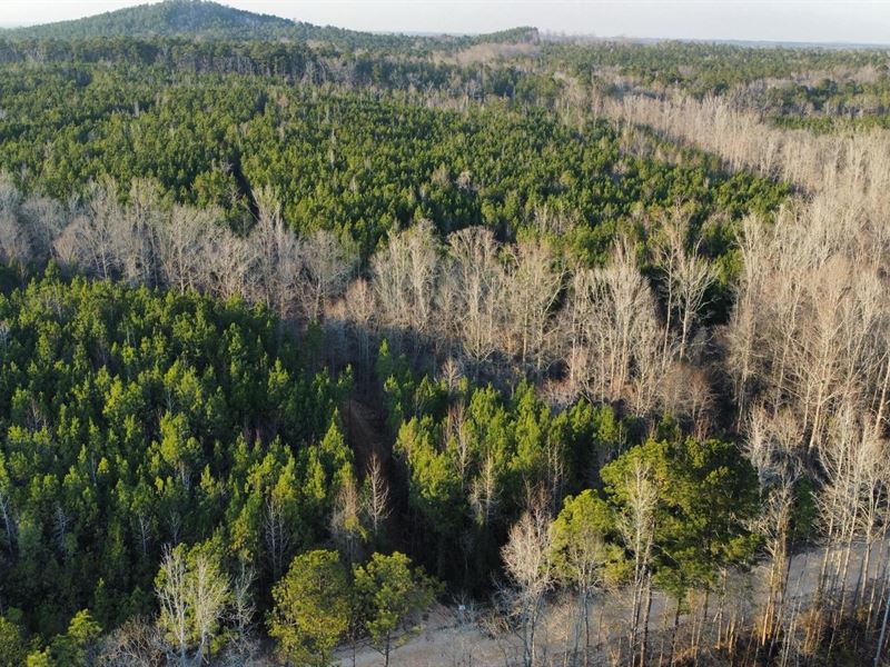 24 Acres Lee County, AL : Salem : Lee County : Alabama