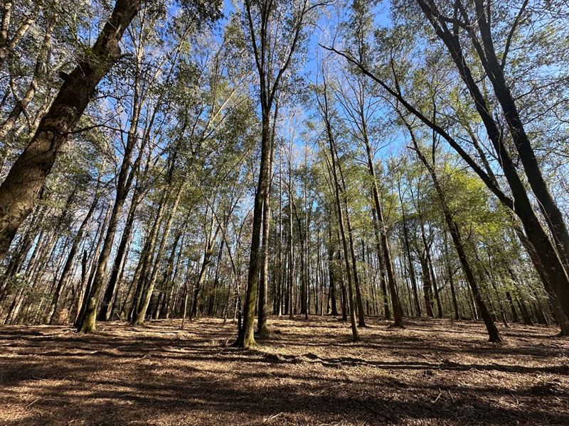 Bonita Farm, 25 Acres in Autauga Co : Bonita : Autauga County : Alabama