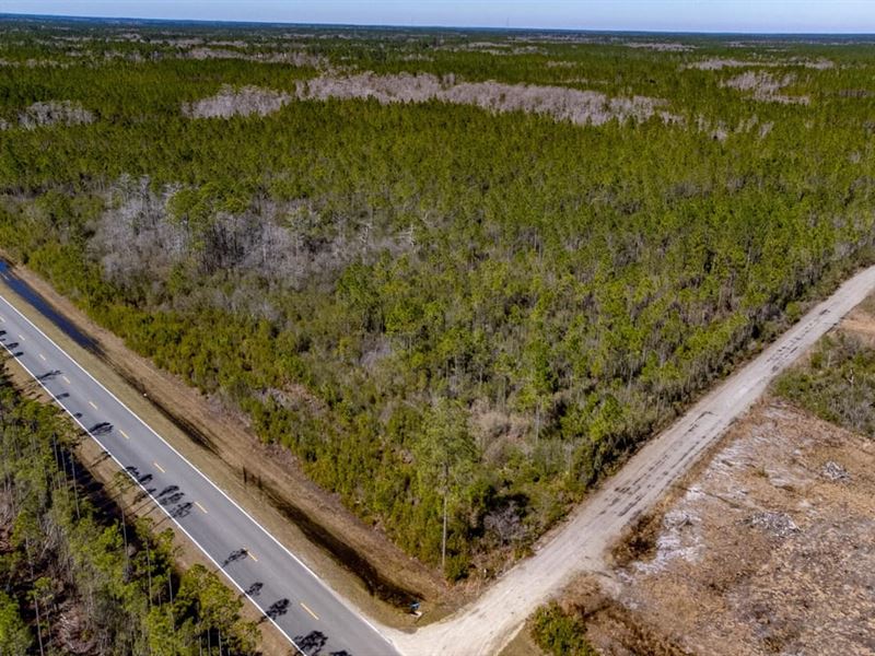 355 Ac Timberland & Recreation : Hosford : Liberty County : Florida