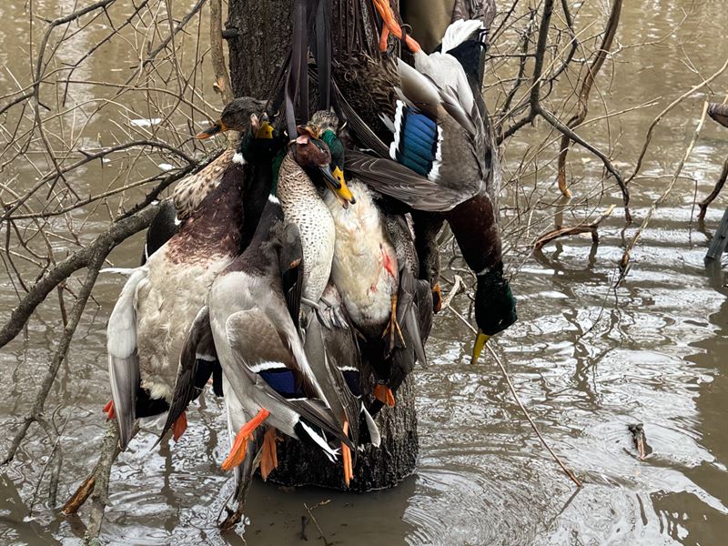 The Reed Woods : Belzoni : Humphreys County : Mississippi