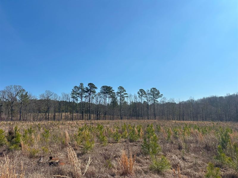 Pope Tract +/- 103 Acres : Crawfordville : Taliaferro County : Georgia