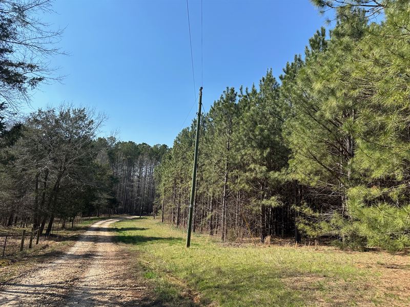 Pine Hill, +/-19 Acres : Danielsville : Madison County : Georgia