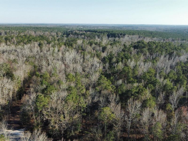 5 Acres Lee Co : Salem : Lee County : Alabama