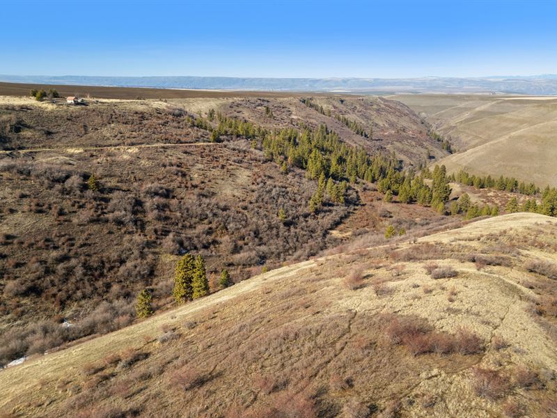 Webb Creek Hunting Ranch : Lapwai : Nez Perce County : Idaho