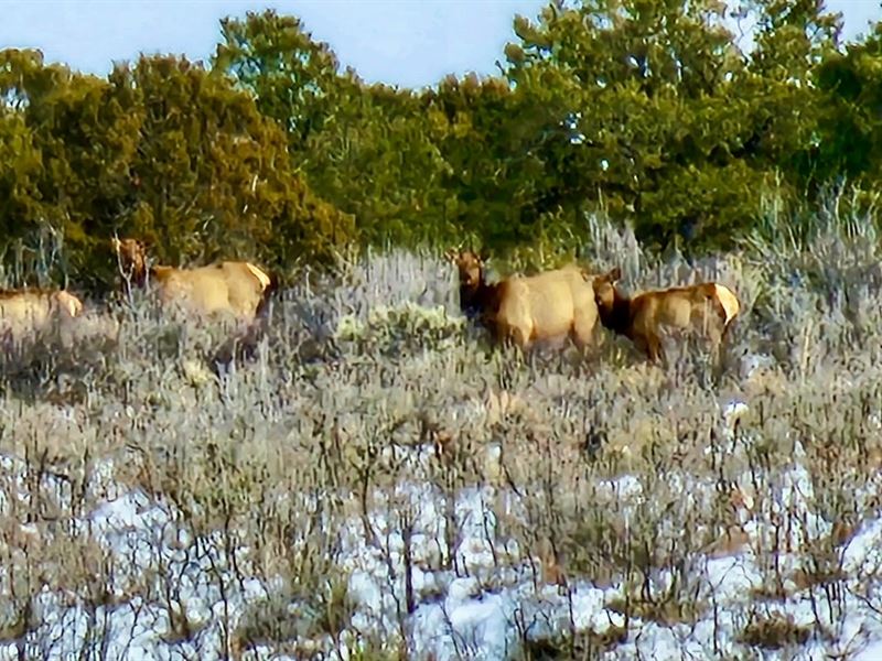 Cross Creek Canyon Ranch : Dove Creek : Dolores County : Colorado