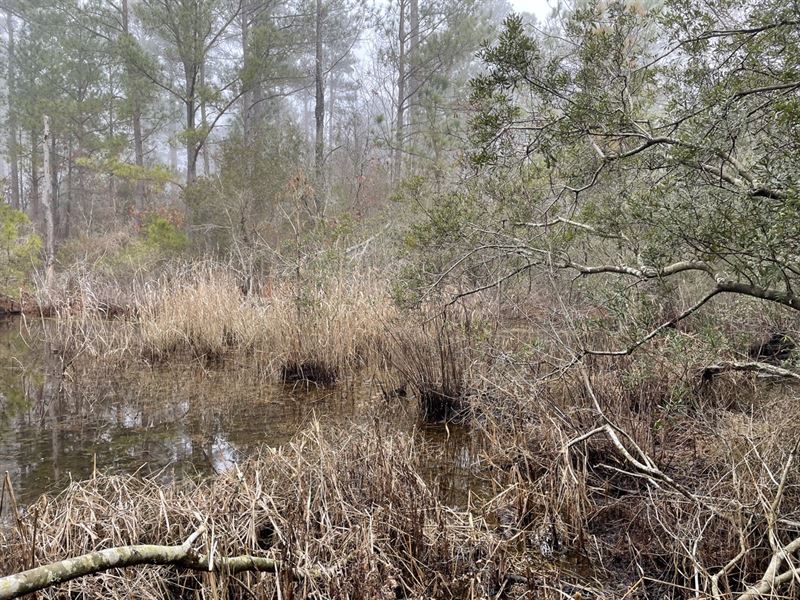 Waterfront Property, Hyde County NC : Sladesville : Hyde County : North Carolina