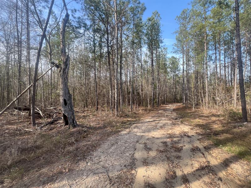 10 Acres in Salem, AL : Salem : Lee County : Alabama